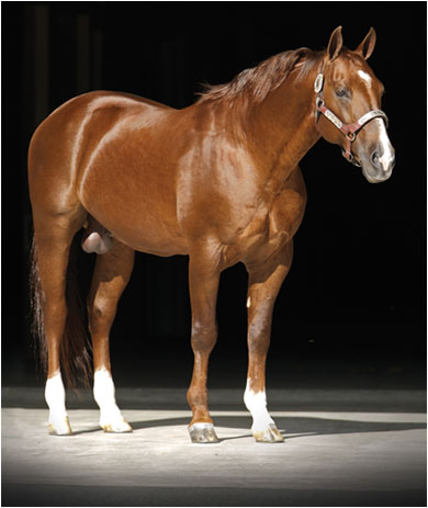 Duel Rey Cutting Stallion                                                                                                                                                                                                                                      